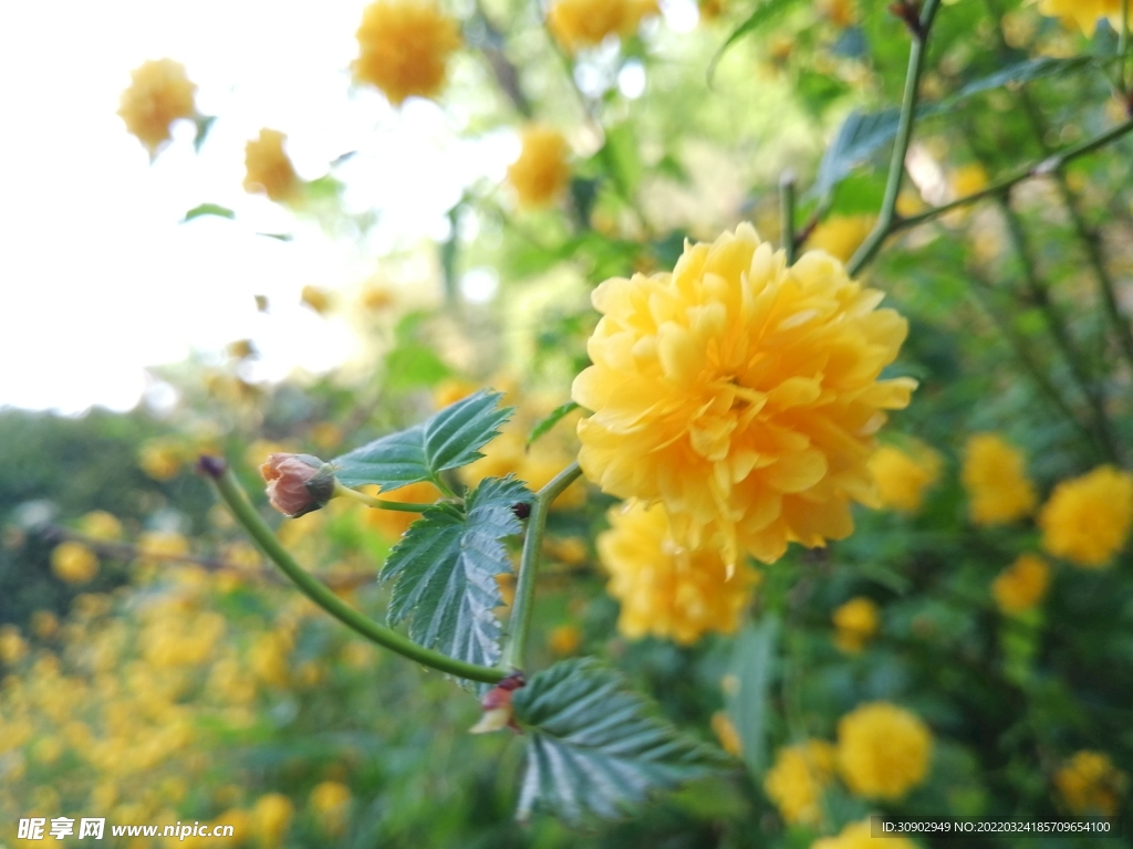 花