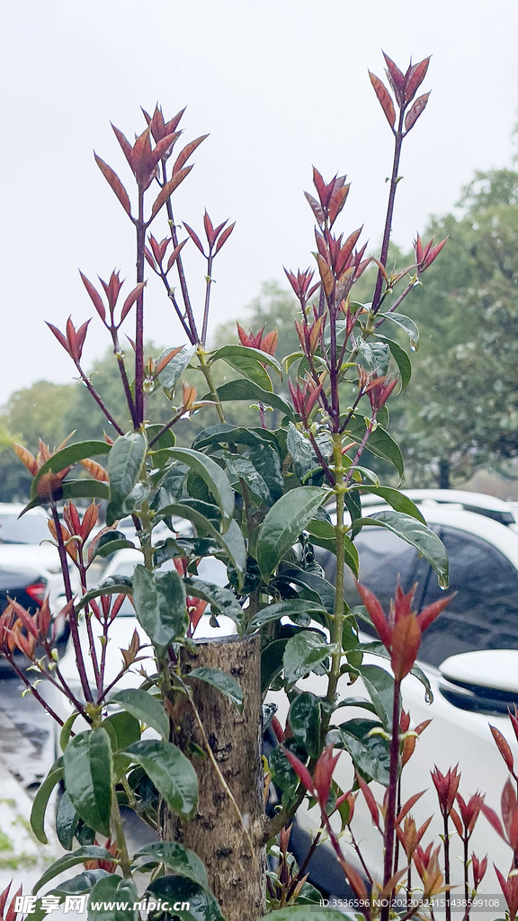 桂花樹發新芽