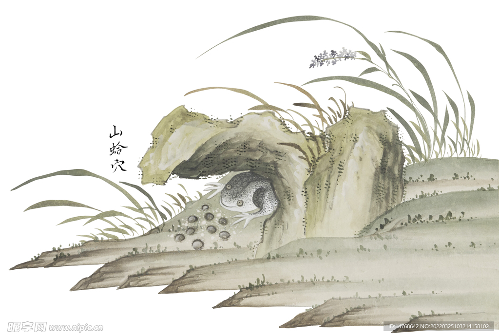 清代各樣藥材圖冊  山蛤穴