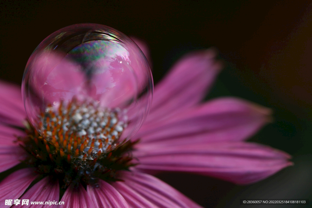 花朵的泡沫