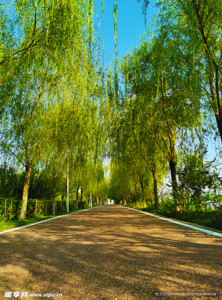 林蔭路攝影