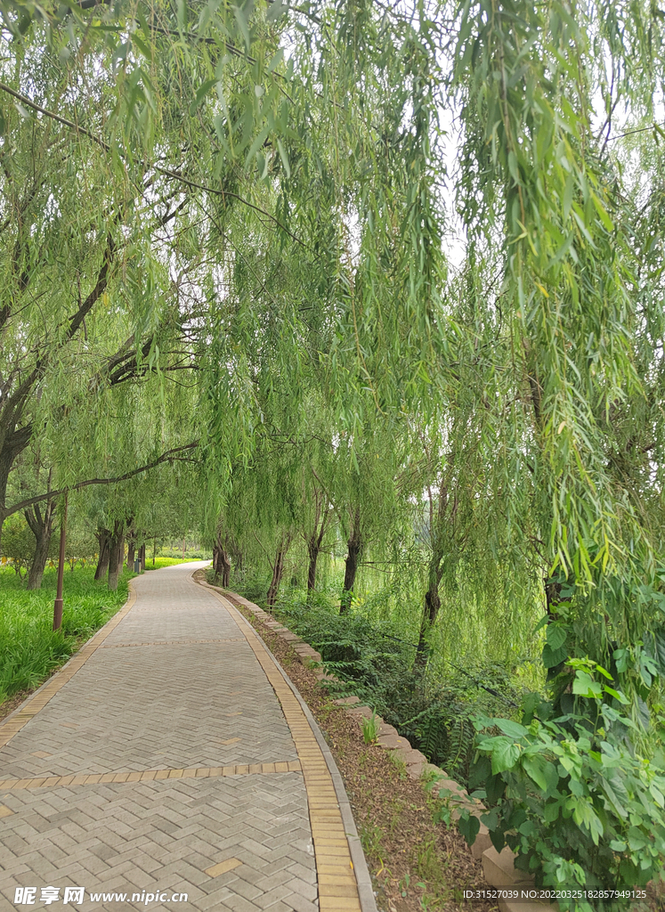 柳樹道路