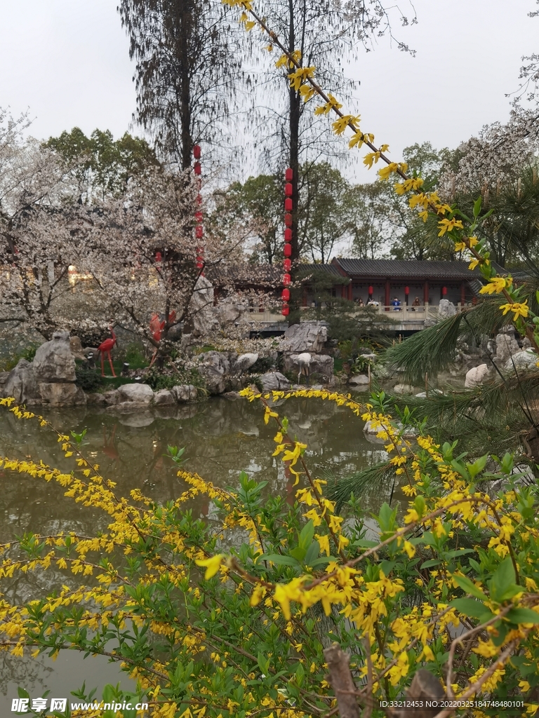 武漢東湖櫻花園