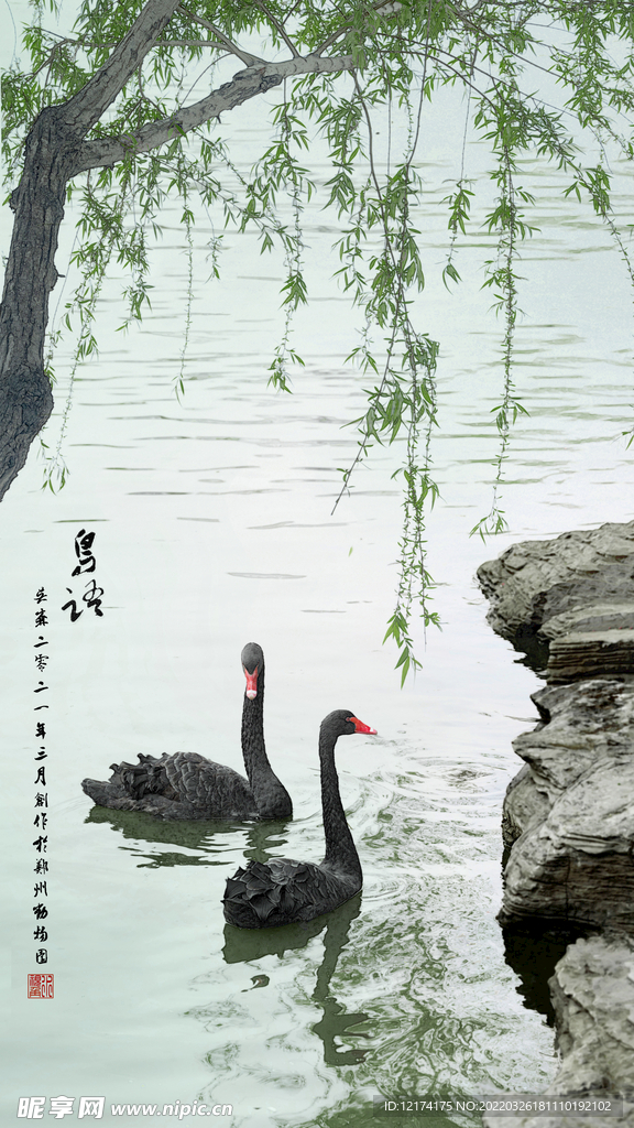 黑天鵝