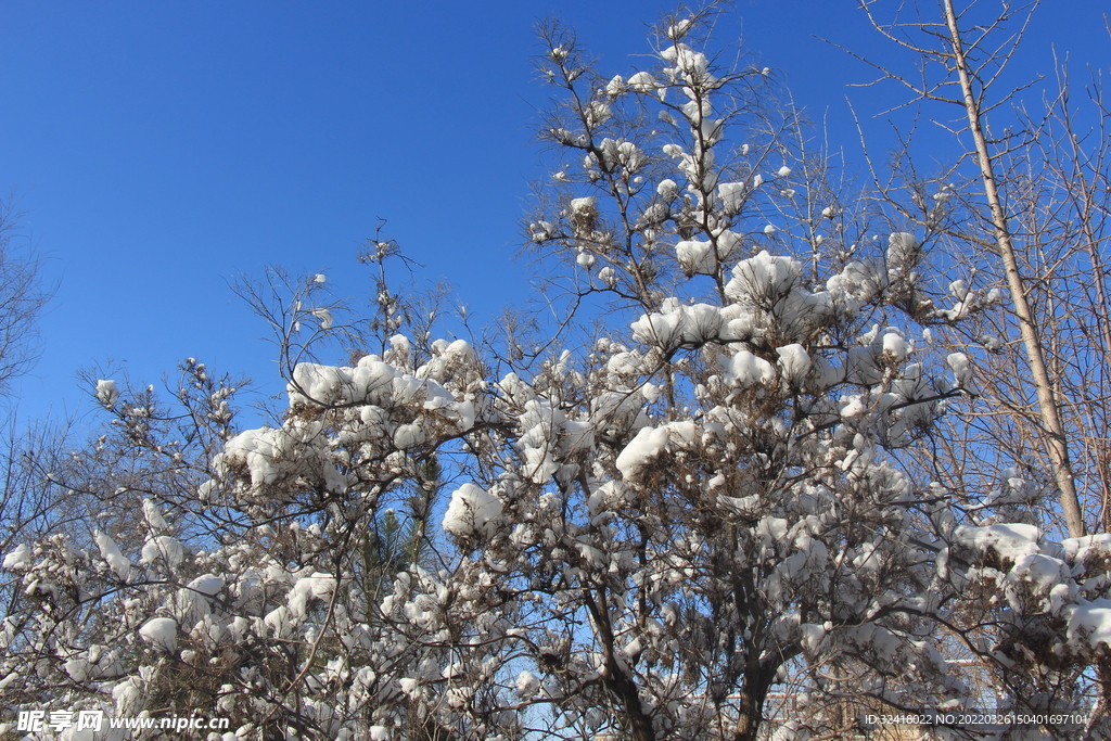 雪棉花