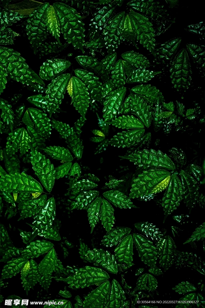 戶外綠植景觀