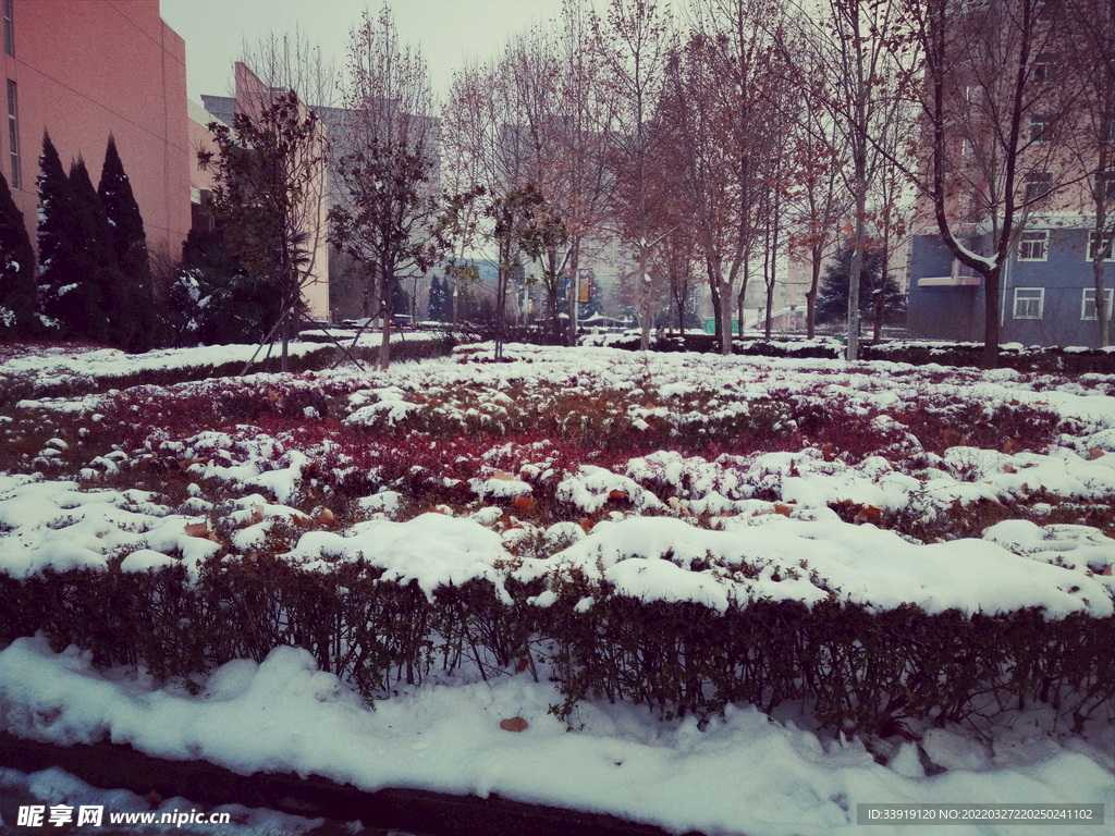 雪中紅木