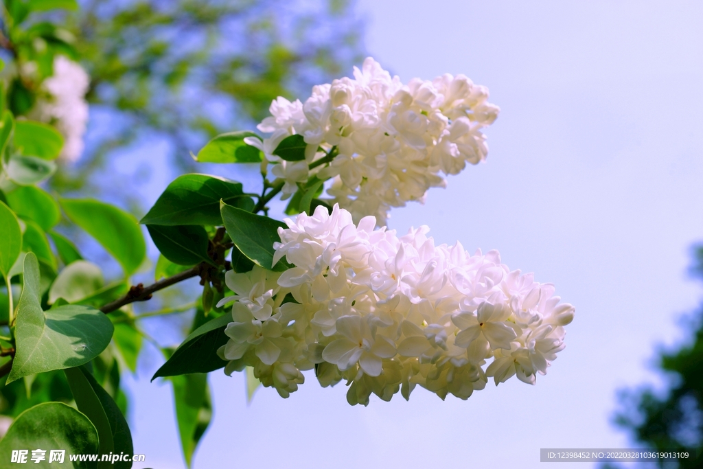 美麗的丁香花