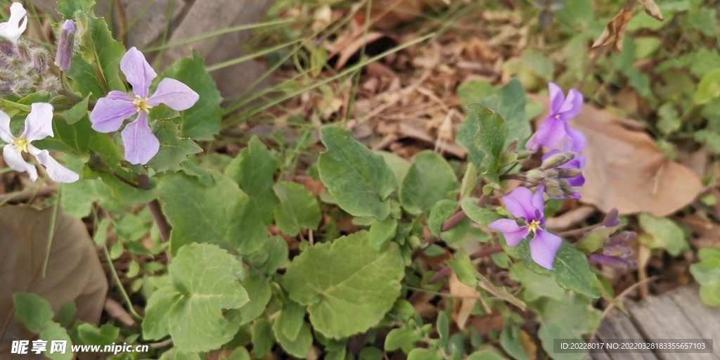 野外的花