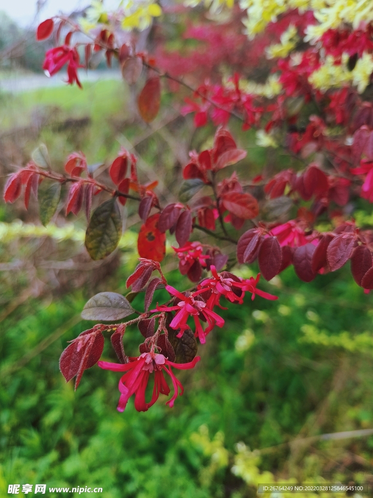 花