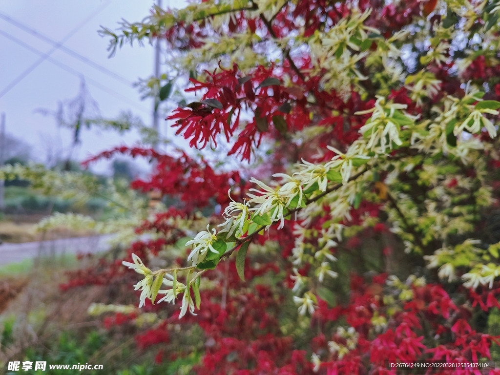 花