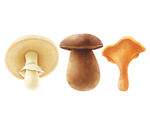 蘑菇插图水彩风格集合矢量