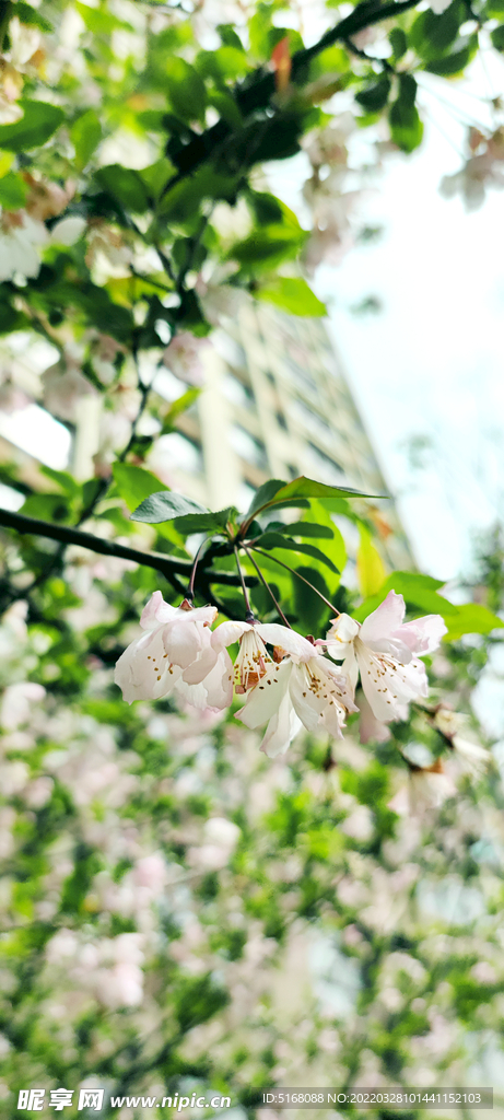 櫻花