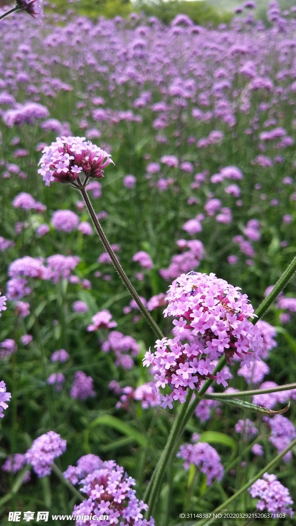 馬鞭草花海