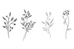 花卉植物线稿黑白手绘素材