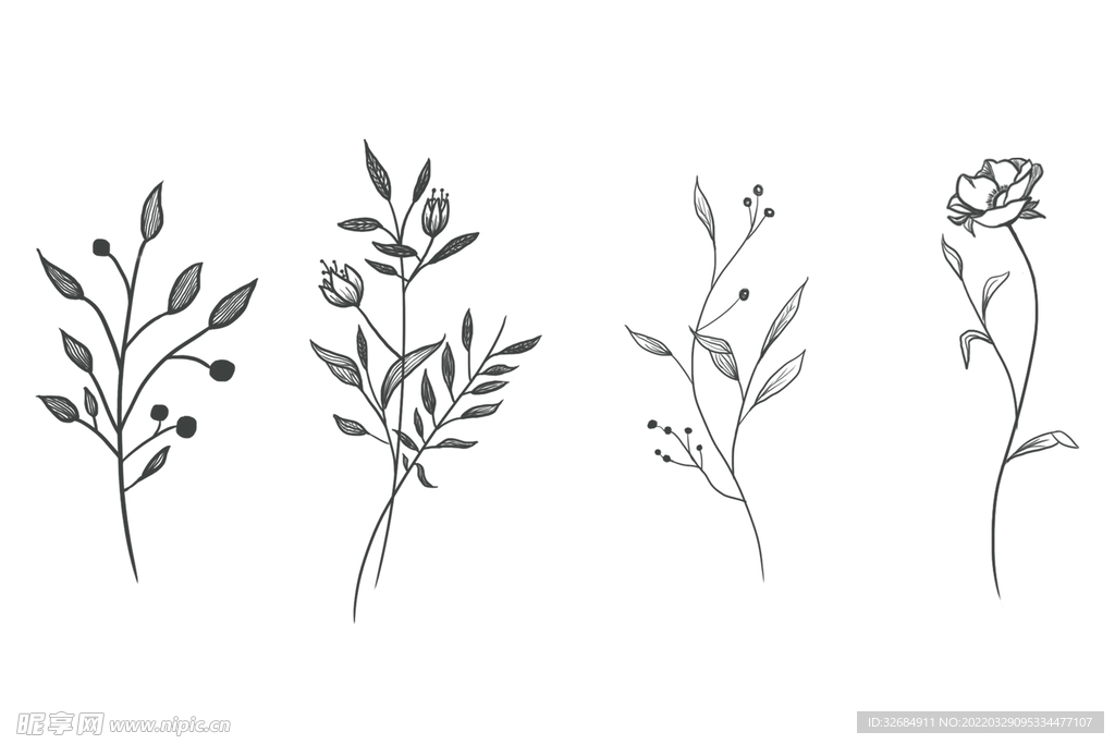 花卉植物线稿黑白手绘素材