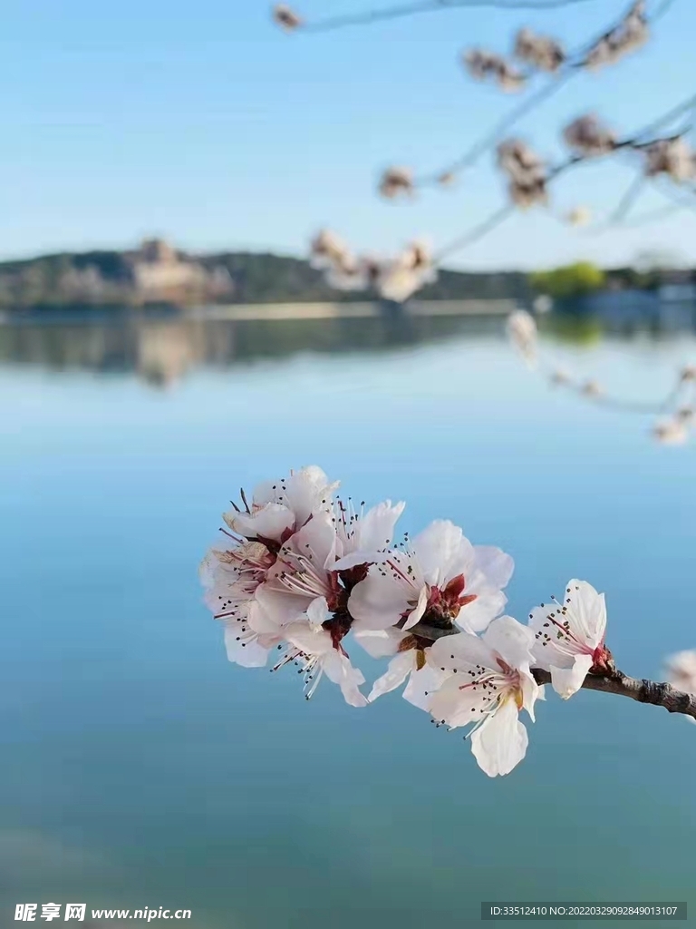 春天的玉淵潭