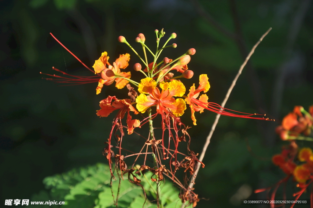 向阳花