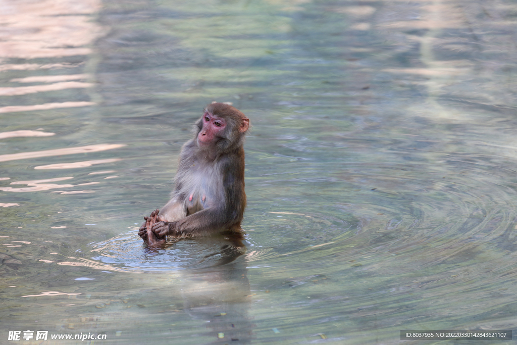 猕猴在水中洗脚
