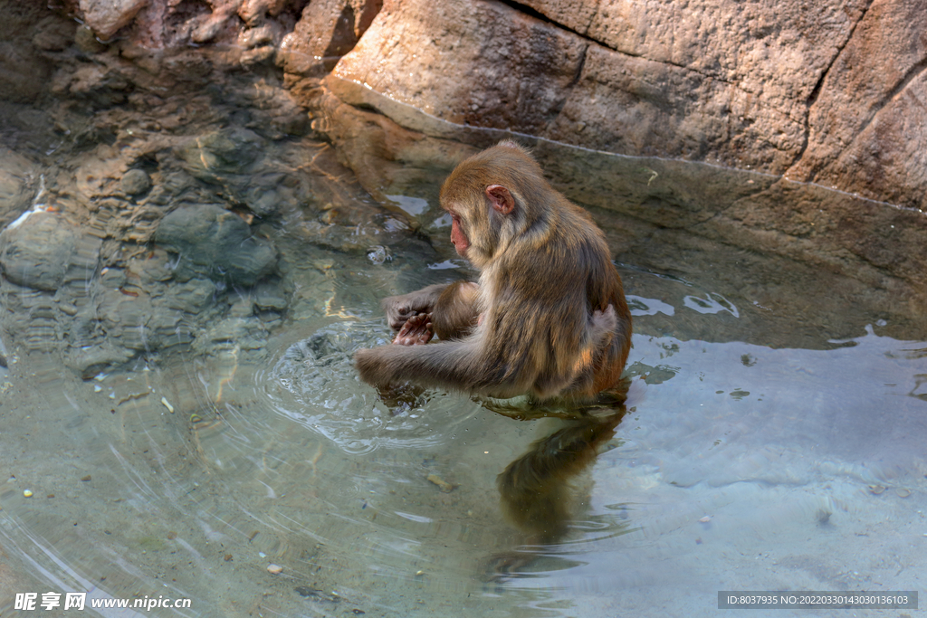 猕猴抱着小猴子在洗脚