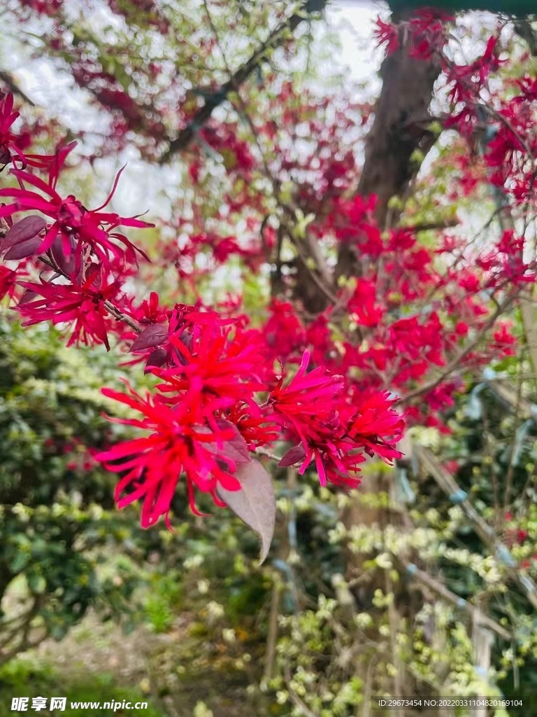 春天公园红色花朵