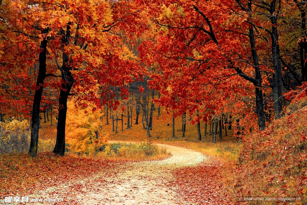 戶外紅色楓葉森林自然景觀