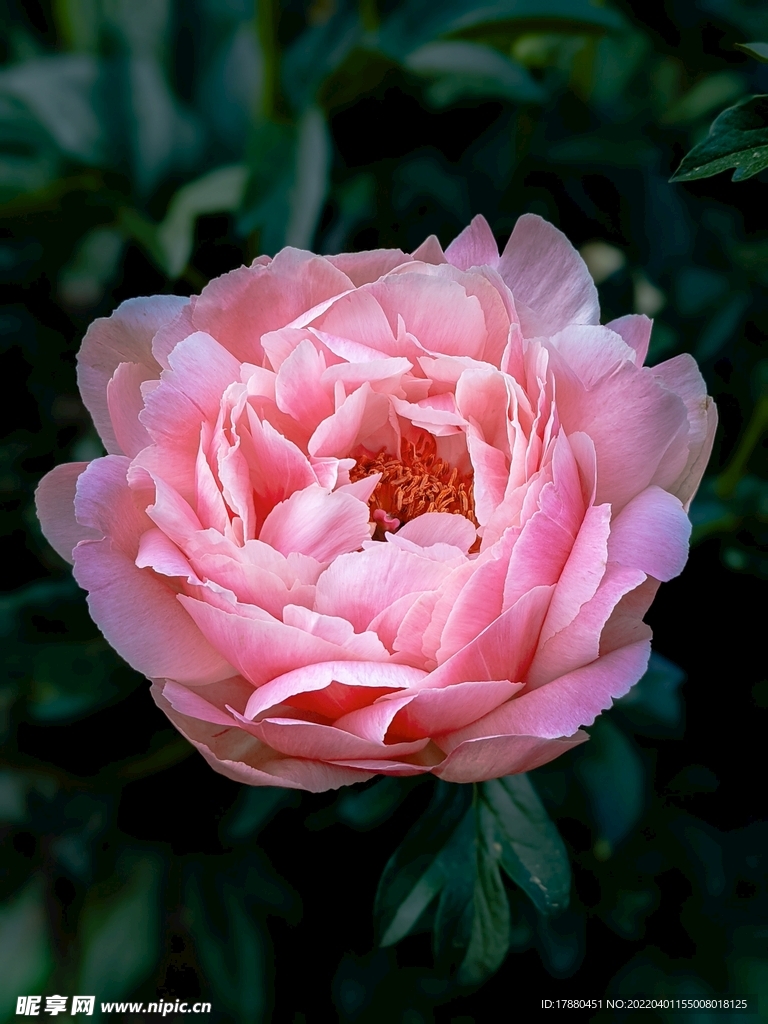 月月紅