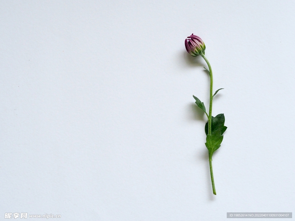 壁紙 菊花 春天 自然