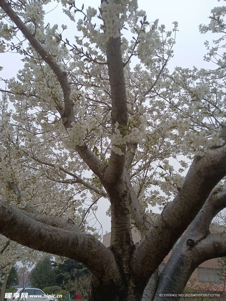 櫻花