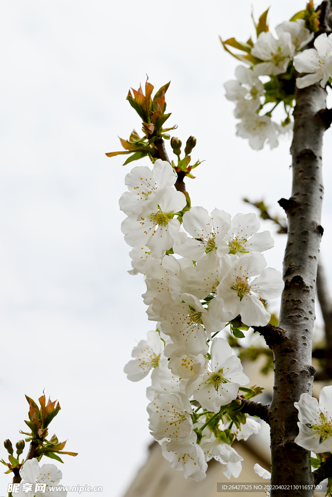  春花