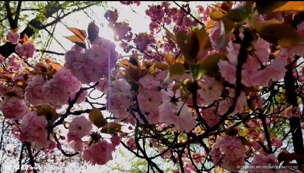 櫻花