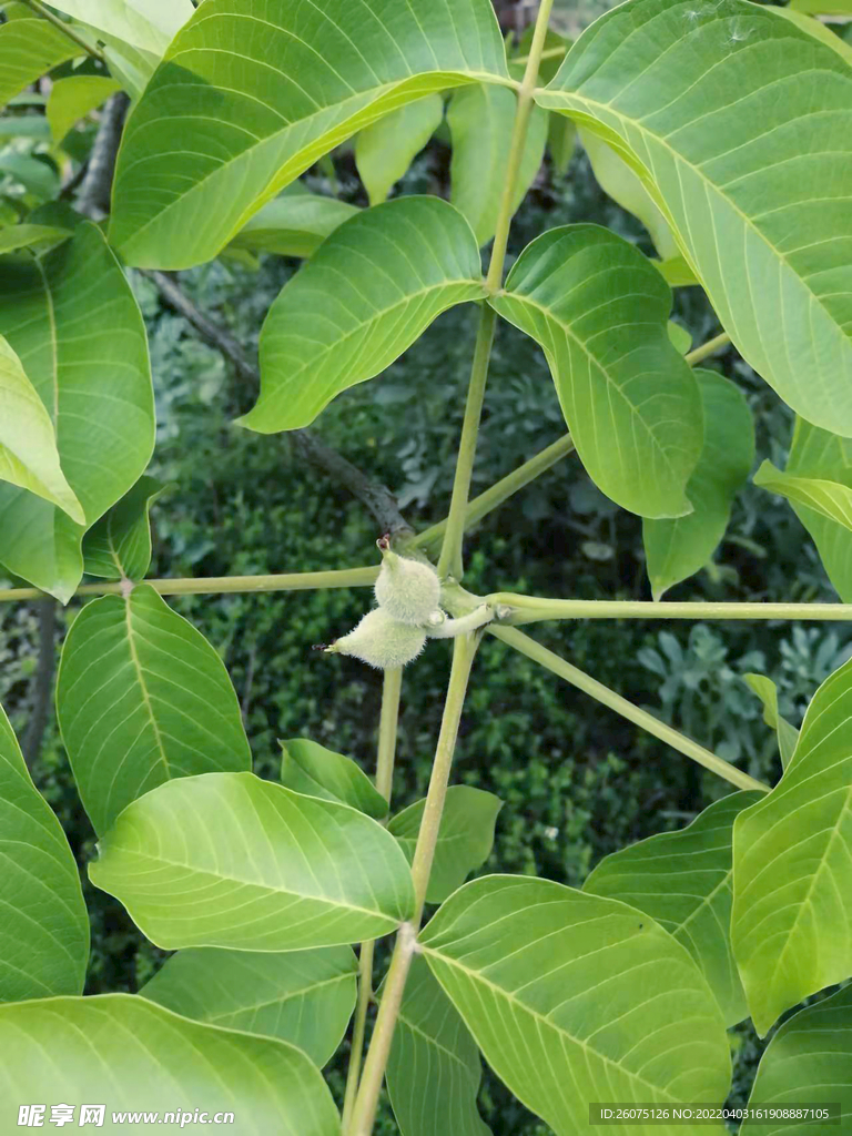 核桃芽