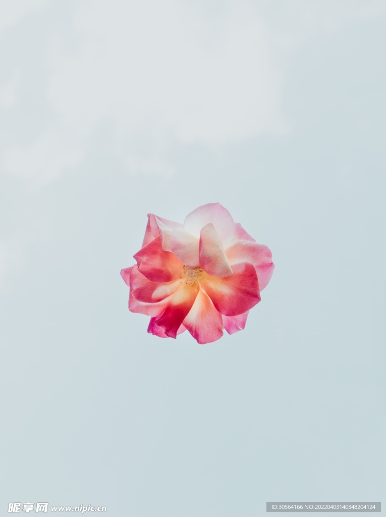 簡(jiǎn)約淡粉色花朵