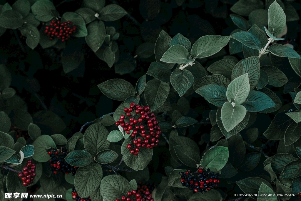 戶外綠色植物紅色果實