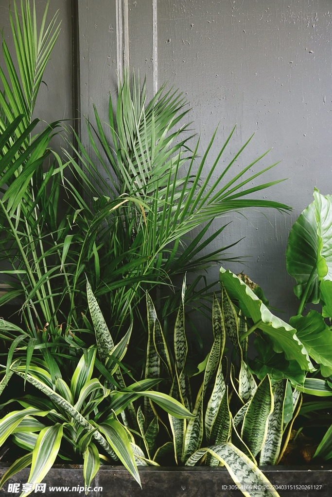 戶外綠植植物