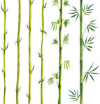 竹子树叶素材