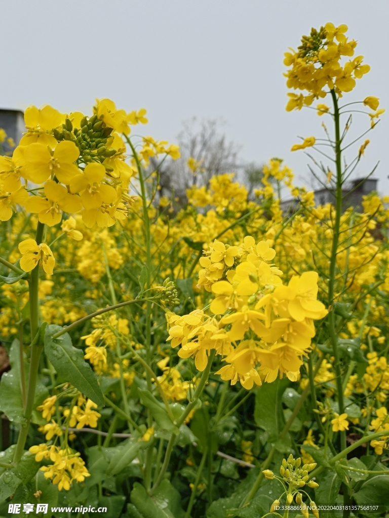 油菜花
