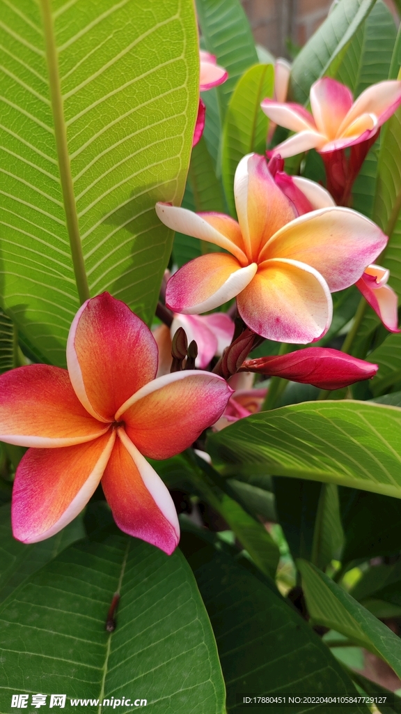 紅雞蛋花