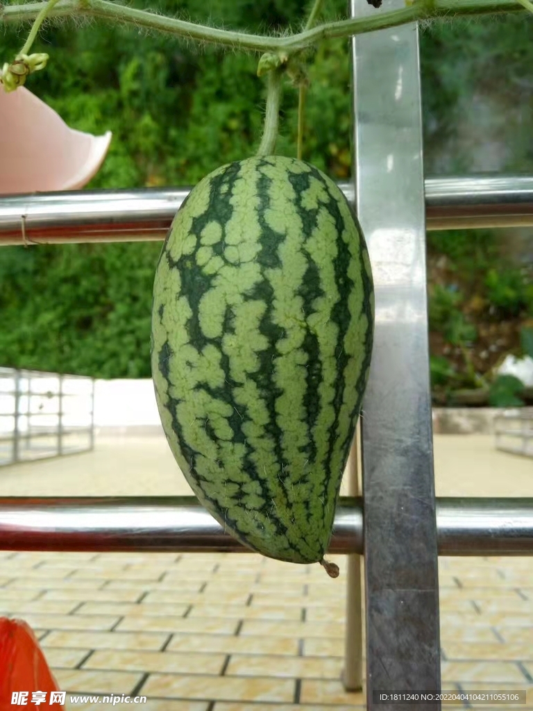 芒果形西瓜