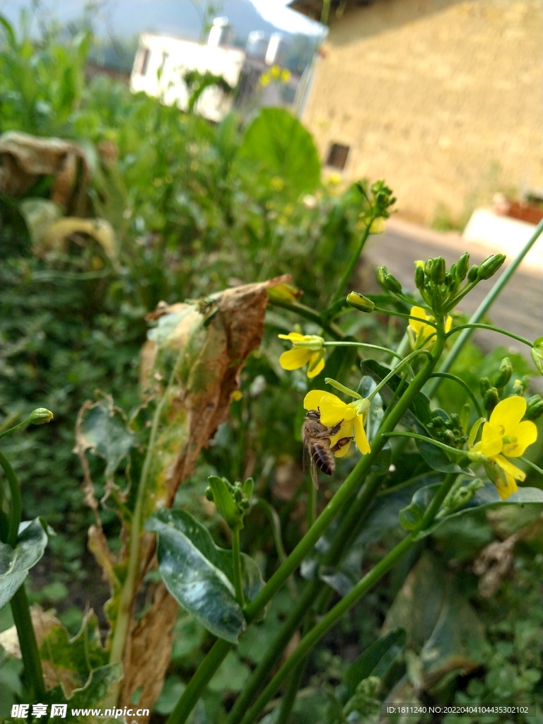 小蜜蜂