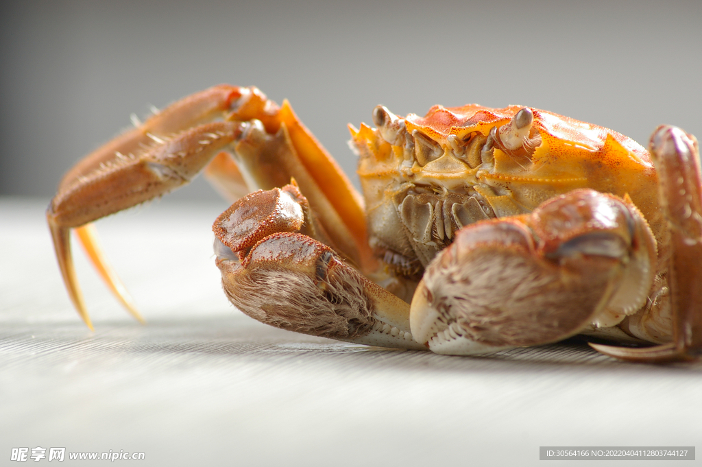 大閘蟹美食海鮮