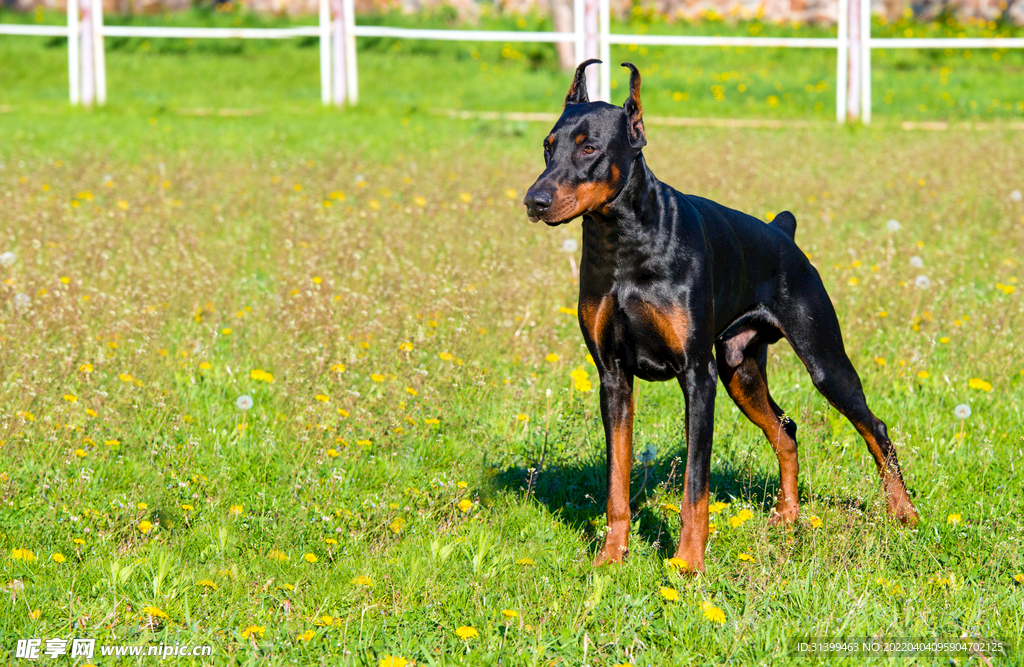 杜宾犬            