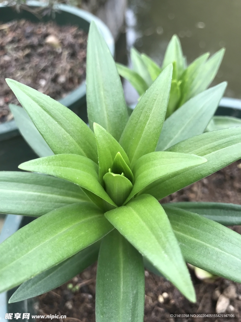 綠植綠葉植物 