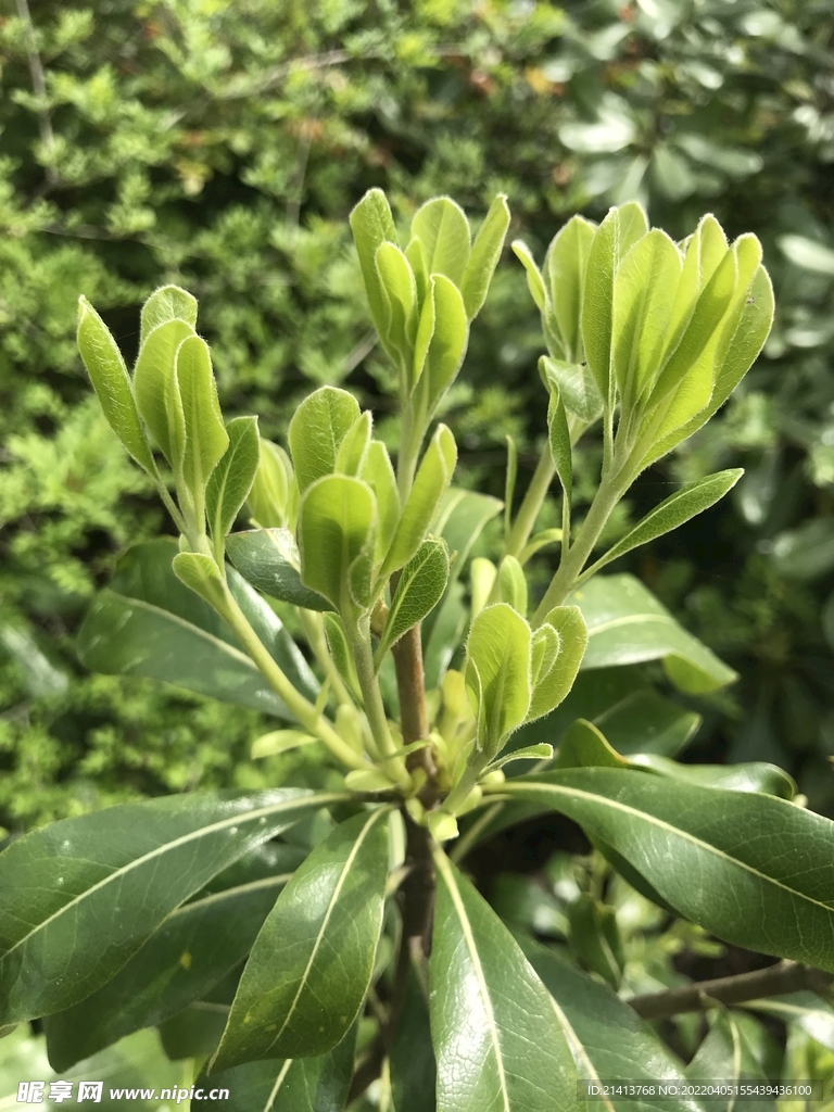 綠植綠葉植物 