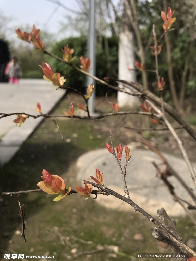 綠植綠葉植物