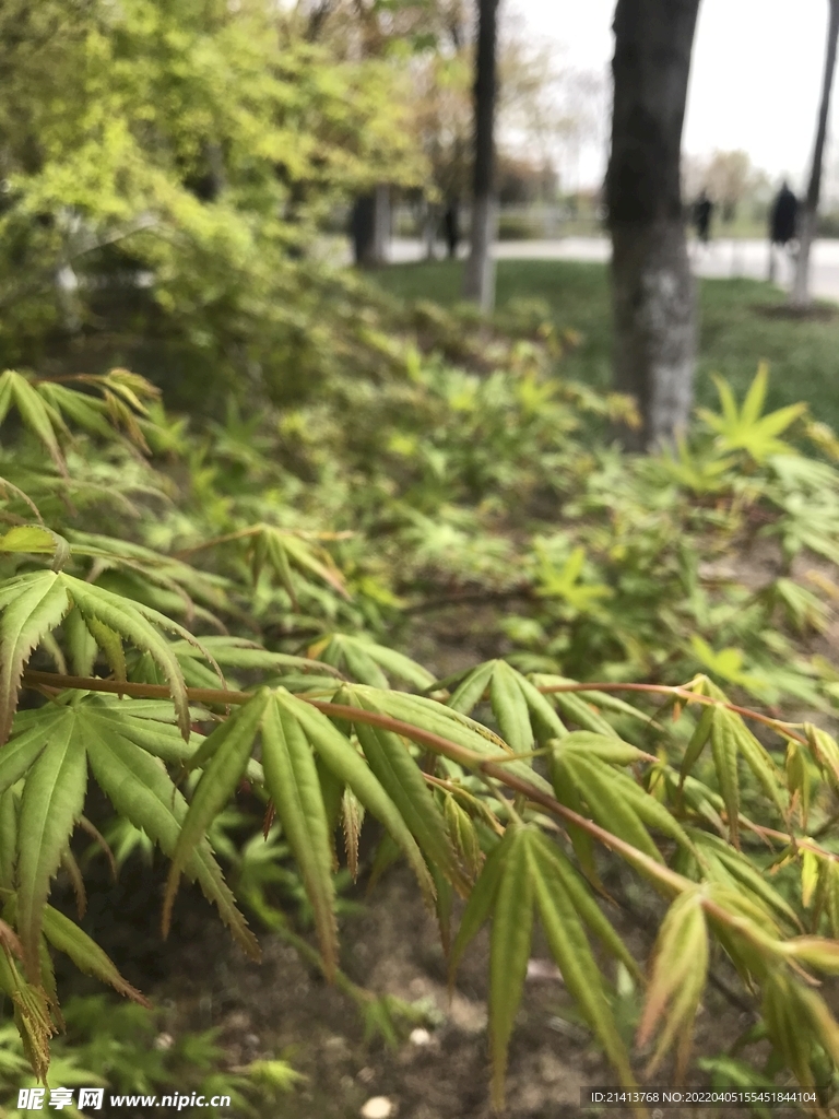 綠植綠葉植物