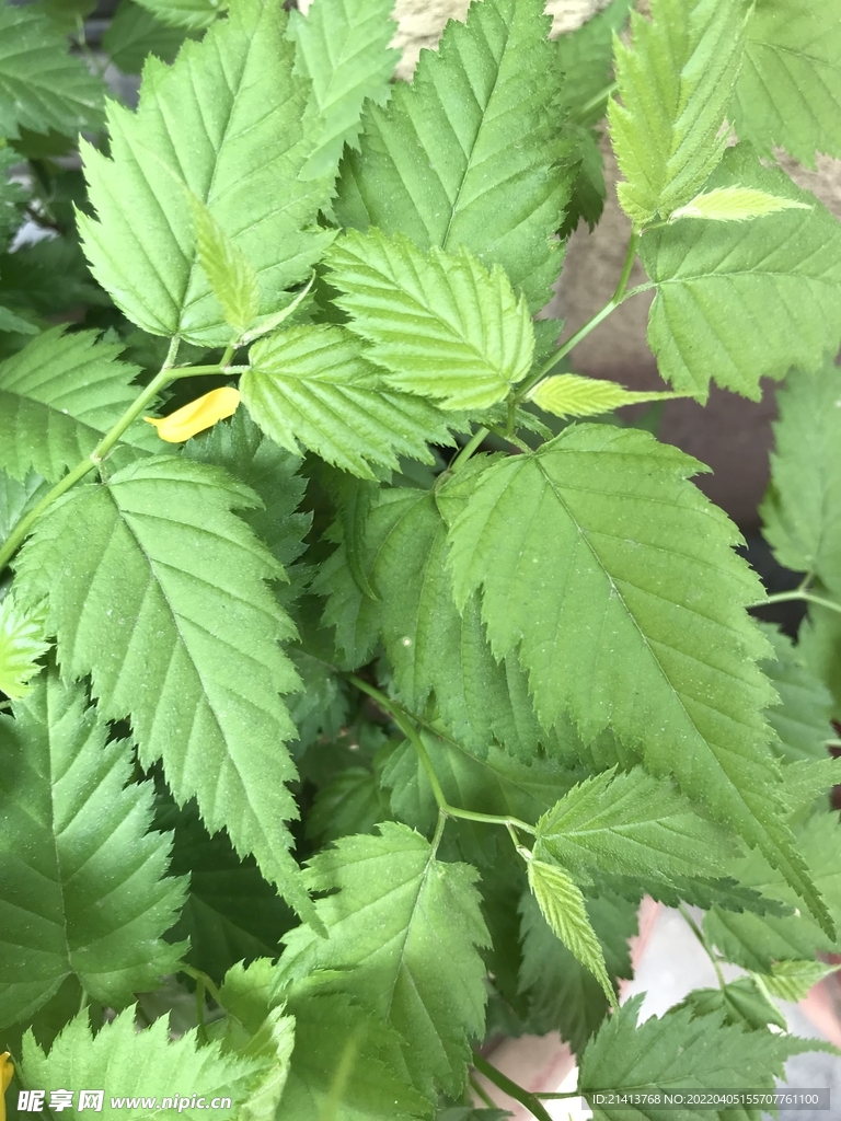 綠植綠葉植物 
