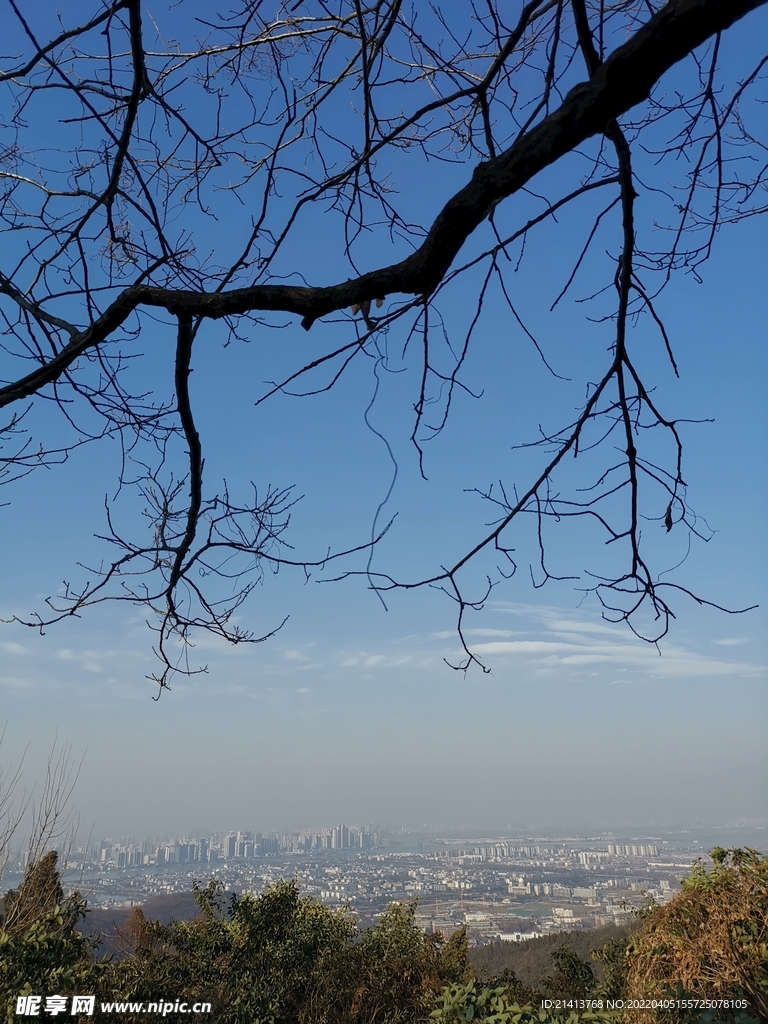 樹木樹影樹林 