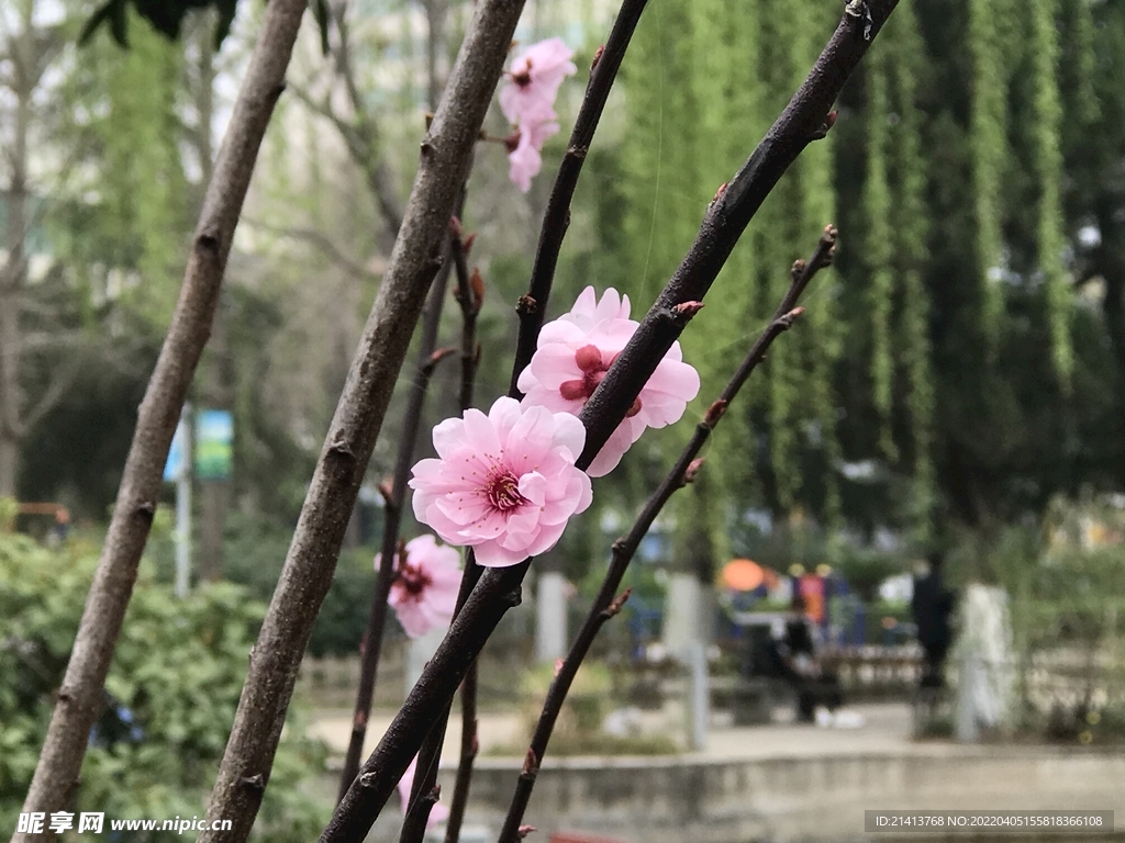 臘梅寒梅梅花