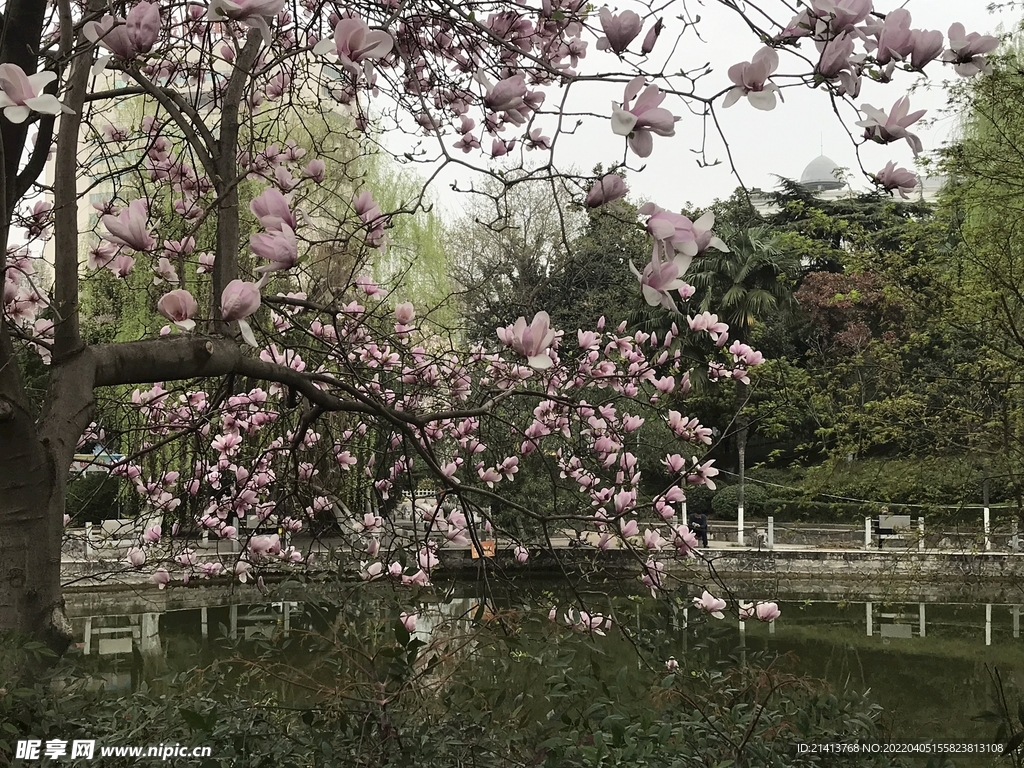 櫻花花朵花卉